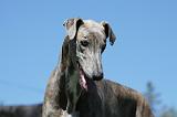 GREYHOUND 010